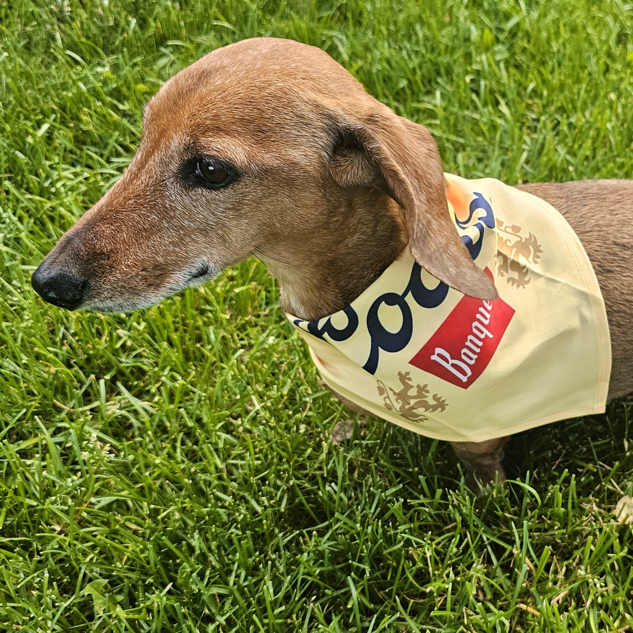 COORS BANQUET Dog Bandana